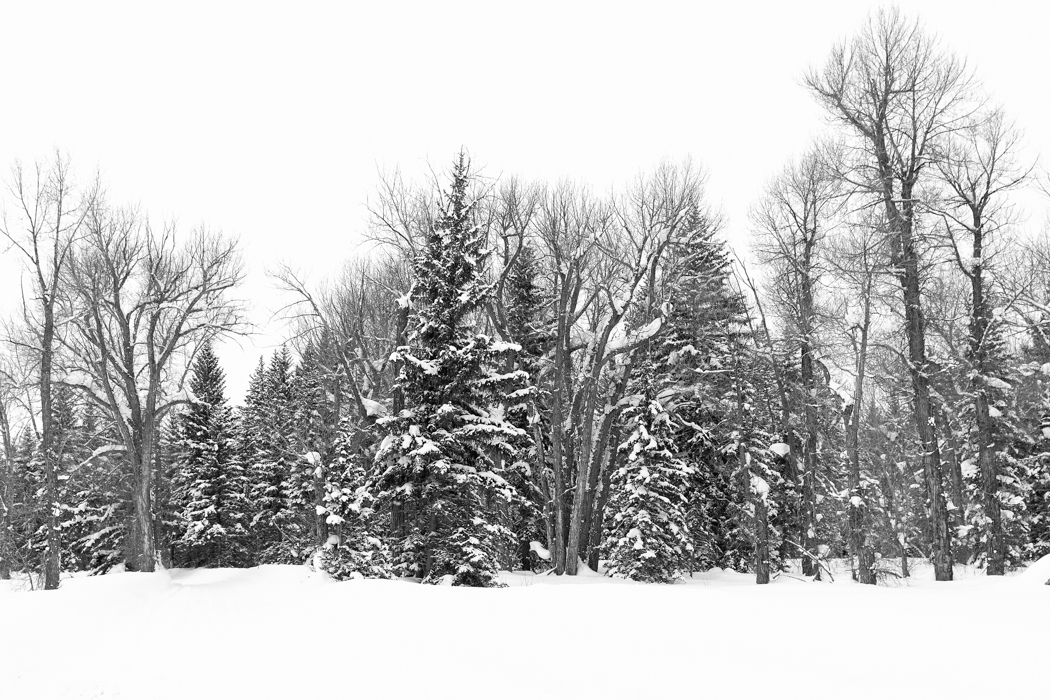 0364-Moose-Junction-Wonderland-1-Grand-Teton-Natl.-Park-WY-Lblackerby2020