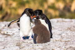 0012-Rockhopper-Family-Meeting-Bleaker-Island-Lblackerby2018