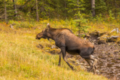 0229-Mama-Moose-Minnewanka-Alberta-Lblackerby2017