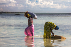 0350-Harvesting-Seaweed-in-the-Indian-Ocean-Jambiani-Tanzania-Lblackerby2012