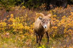 0579-Big-Horn-Sheep-Icefields-Parkway-Wilcox-Pass-Alberta-Lblackerby2015