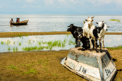 0401-Goats-on-a-Boat-Lake-Rukwa-Tanzania-Lblackerby2014