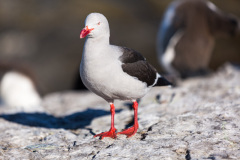 0077-Dolphin-Gull-Bleaker-Island--Lblackerby2018