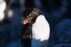 0104-Rockhopper-Bleaker-Island-Lblackerby2018