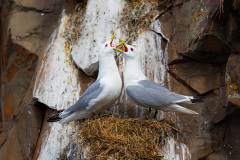 0391-Northern-Fulmar-Borgarfjordur-Iceland-Lblackerby2019 -