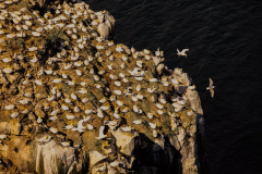 0570-Northern-Gannets-on-Big-Man-Rock-Fondur-Iceland-Lblackerby2019