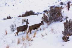 0138-Wyoming-Mule-Deer-Jackson-Hole-WY-Lblackerby2020