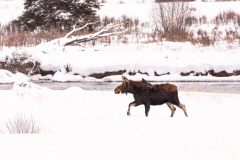 0213-A-Snowy-Prominade-Jackson-Hole-WY-Lblackerby2020