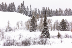 0330-Winter-Woodland-Grand-Teton-Natl.-Park-WY-Lblackerby2020