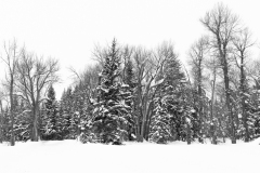 0364-Moose-Junction-Wonderland-1-Grand-Teton-Natl.-Park-WY-Lblackerby2020