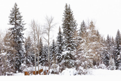 0373-Winter-Wonderland-2-Grand-Teton-Natl.-Park-WY-Lblackerby2020