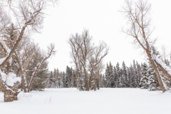 0377-Winter-Wonderland-1-Grand-Teton-Natl.-Park-WY-Lblackerby2020