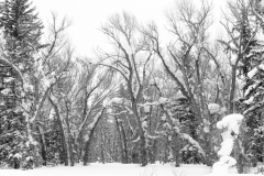 0383-Moose-Junction-Wonderland-2-Grand-Teton-Natl.-Park-WY.-Lblackerby2020