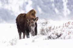 0556-Munching-Grass-Grand-Teton-Natl.-Park-WY-Lblackerby2020