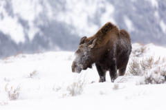0557-Day-is-Done-Grand-Teton-Natl.-Park-WYLblackerby2020