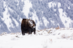 0562-Facing-the-Wind-Grand-Teton-Natl.-Park-WY-Lblackerby2020