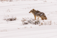 0607-Coyote-on-the-Loose-Grand-Teton-Natl.-Park-WY-Lblackerby2020