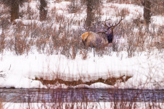 0068-Rocky-Mtn.-Elk-in-his-Large-Antlers-Jackson-Hole-WY-Lblackerby2020