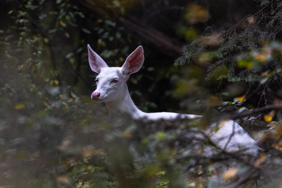 1926-Albino-Mule-Deer.jpg