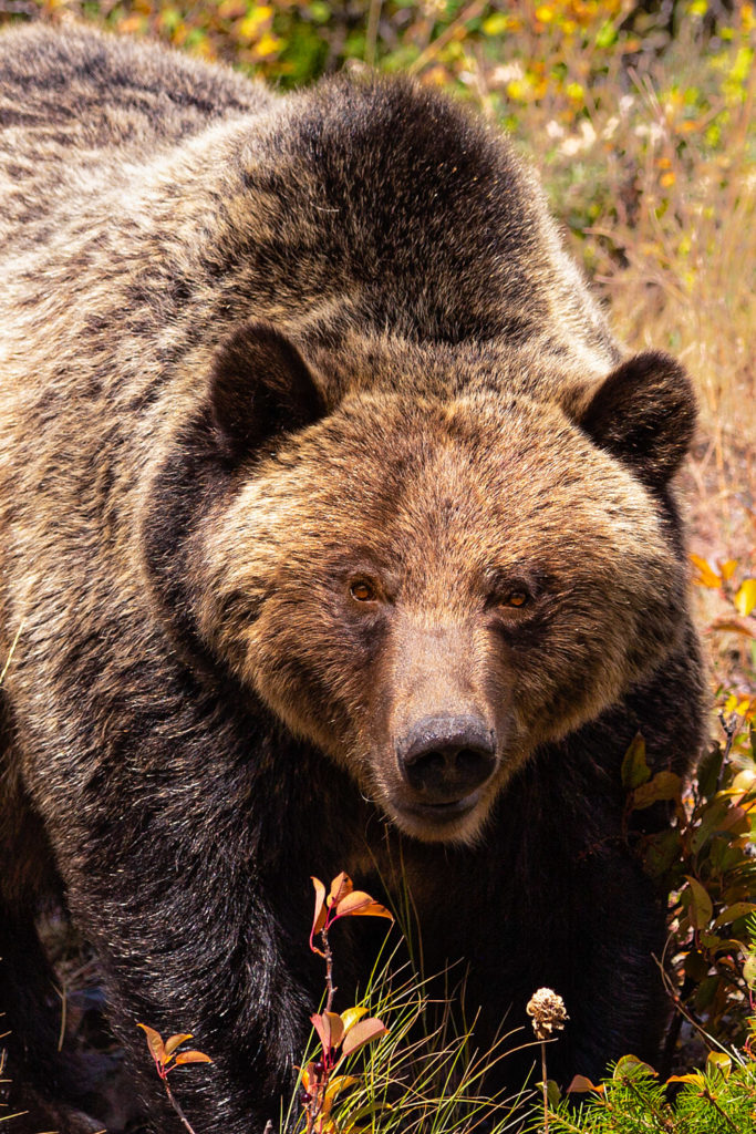 2222grizzly-crop-683x1024.jpg