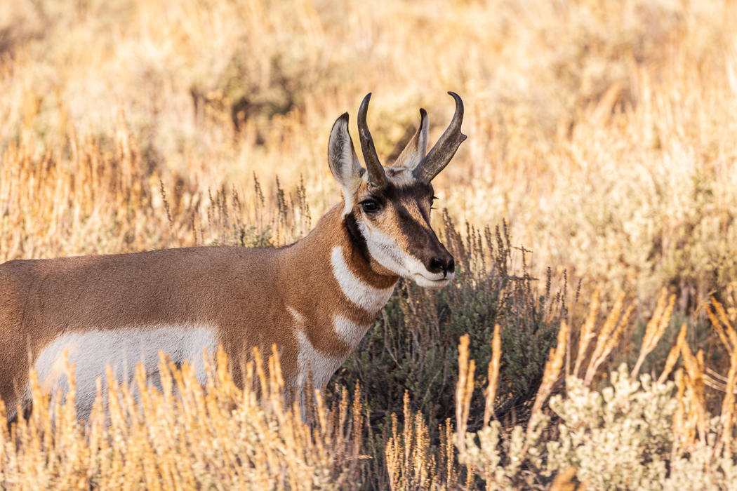 3549-Pronghorn.jpg