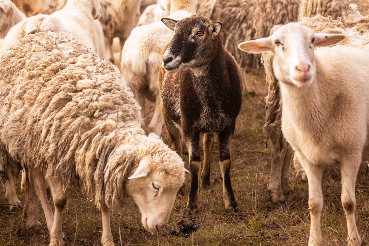 5013-St.-Croix-Sheerless-Sheep.jpg