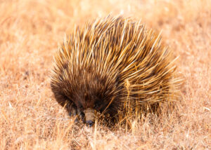 ECHIDNA-POST-300x214.jpg